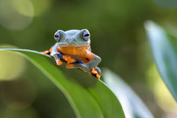 印度尼西亚 绿树蛙 坐在树叶上 — 图库照片