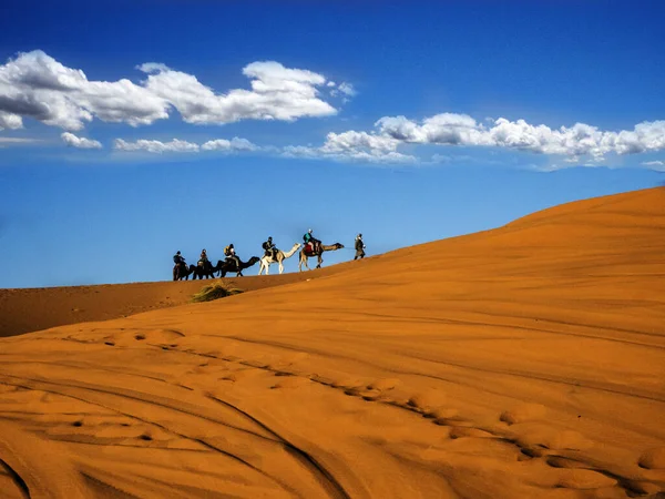 Camel Trem Através Deserto Saara Marrocos — Fotografia de Stock