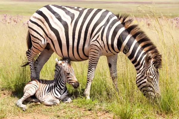 Puledro Zebra Sdraiato Accanto Alla Madre Rietvlei Nature Reserve Sud — Foto Stock