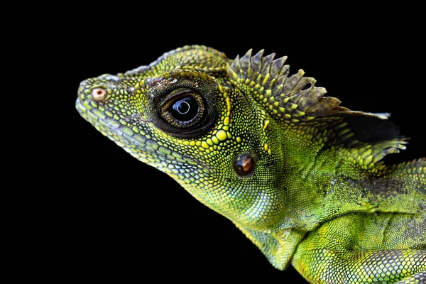 Gros Plan Lézard Tête Angulaire Indonésie — Photo