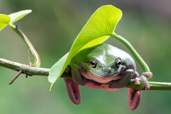 一个树枝上的澳大利亚白树蛙 — 图库照片