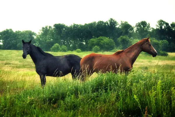 Dois Cavalos Campo Polônia — Fotografia de Stock