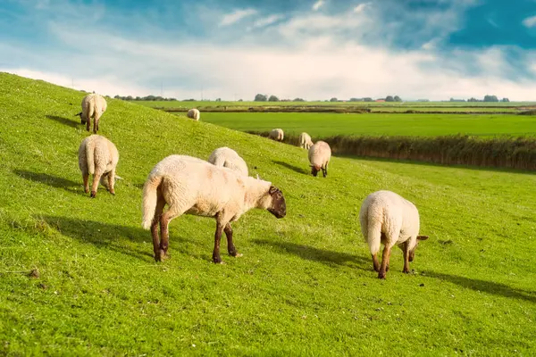 Flock Sheep Grazing Dyke River Ems East Frisia Lower Saxony — Stock Photo, Image