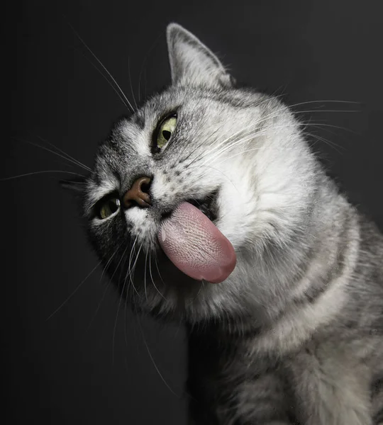 Humorous Portrait Cat Sticking Out Its Tongue — Stock Photo, Image