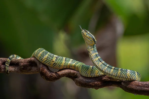 Wagler Pit Viper Tree Branch Indonesia — Stock Photo, Image