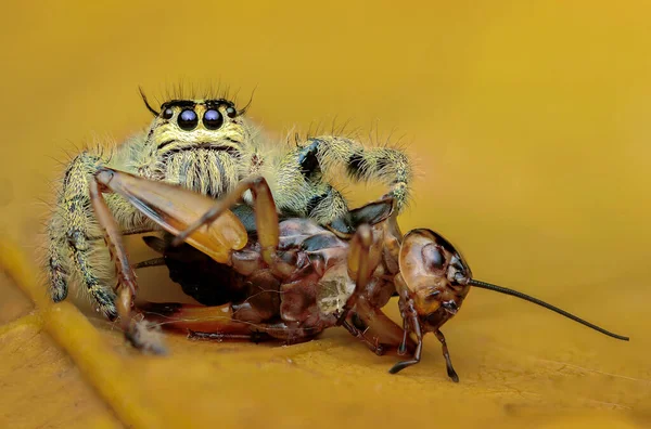 インドネシアの昆虫を食べるスパイダージャンプ — ストック写真