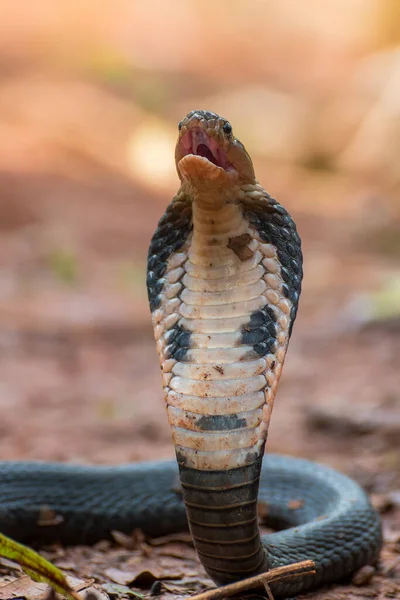 Cobra Cuspidora Equatorial Pronta Para Atacar Indonésia — Fotografia de Stock