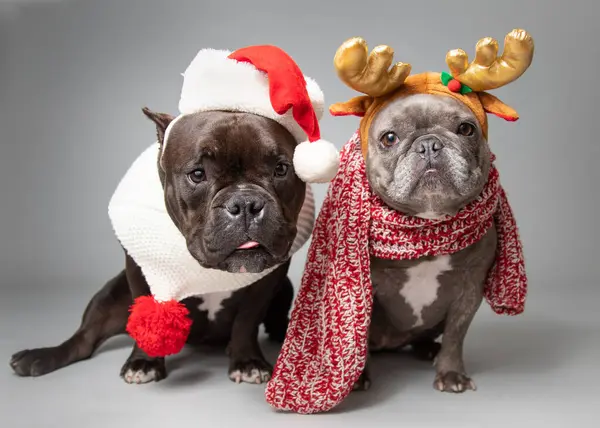 Dois Bulldogs Franceses Vestidos Com Chapéu Pai Natal Chifres — Fotografia de Stock