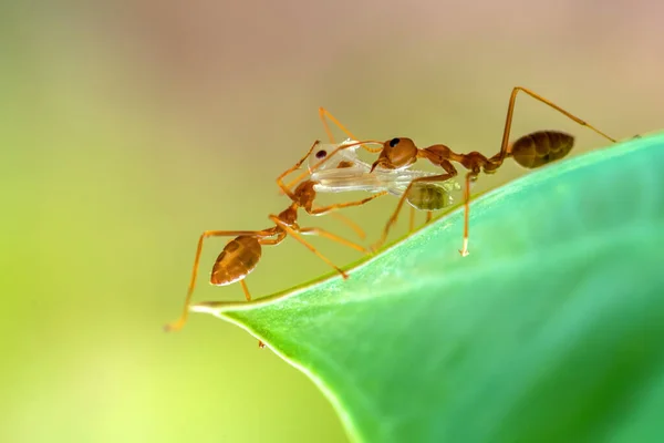 Close Two Ants Carrying Dead Insect Indonesia — Stock Photo, Image