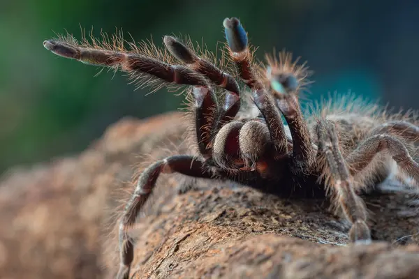 Afrikanische Pavianvogel Vogelspinne Verteidigungsmodus Indonesien — Stockfoto