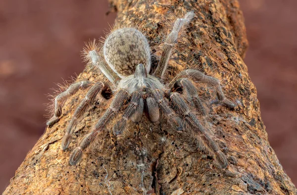 Afrika Boynuzlu Babun Tarantulası Savunma Modunda Endonezya — Stok fotoğraf