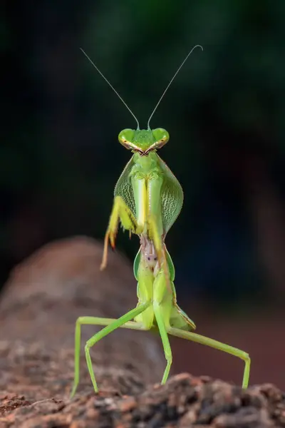 Close Portrait Giant Asian Mantis Rearing Indonesia — Stock Photo, Image