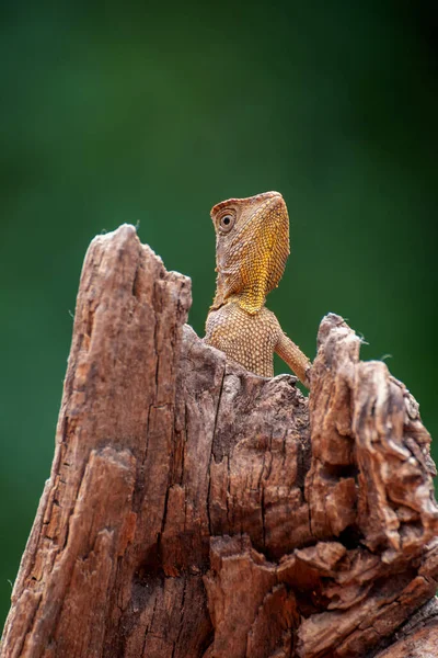 Dragons Forêt Boyd Sur Une Branche Arbre Indonésie — Photo