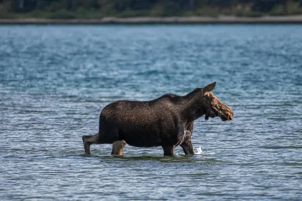 Canadian Moose Walking Maligne Lake Jasper National Park Alberta Kanada — Stock fotografie