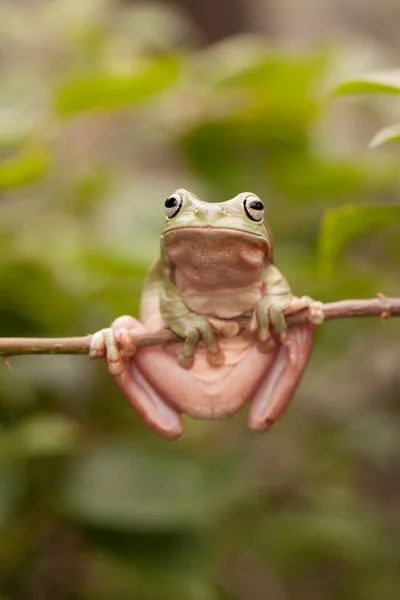 Dumpy Tree Frog Gałęzi Indonezja — Zdjęcie stockowe