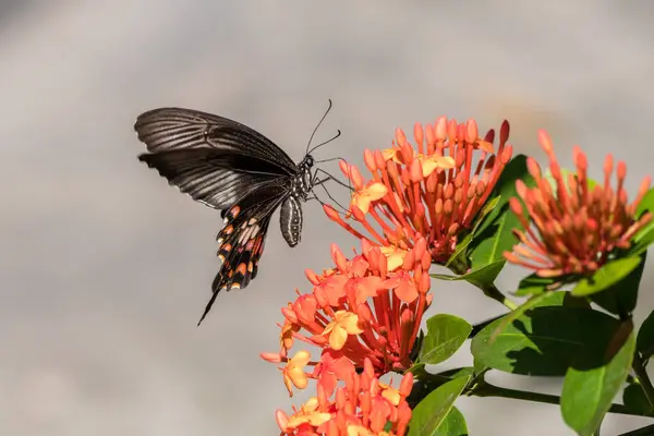 Borboleta Uma Flor Indonésia — Fotografia de Stock