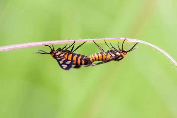 Gros Plan Sur Accouplement Deux Insectes Indonésie — Photo