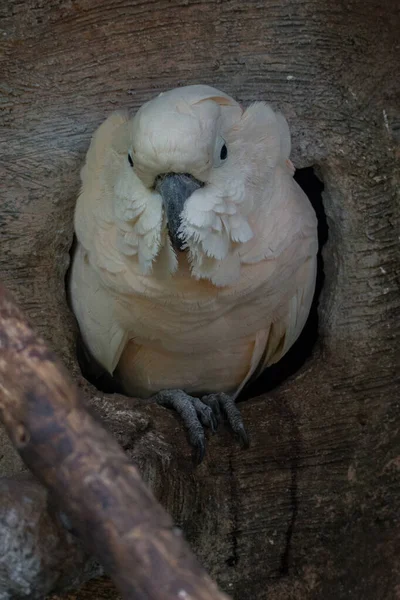 印度尼西亚 一只黄冠鹦鹉的肖像 — 图库照片