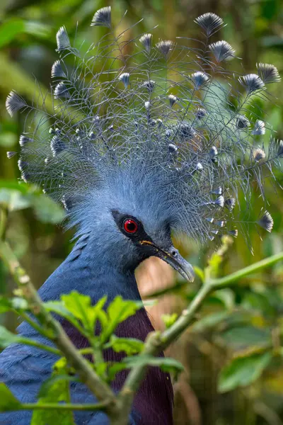 Portret Van Een Goura Vogel Indonesië — Stockfoto