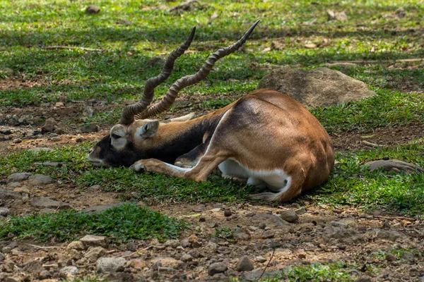 Portrait Antelope Lying Ground Indonesia — Stock Photo, Image