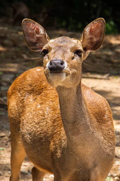 Portrait Une Femelle Cerf Indonésie — Photo