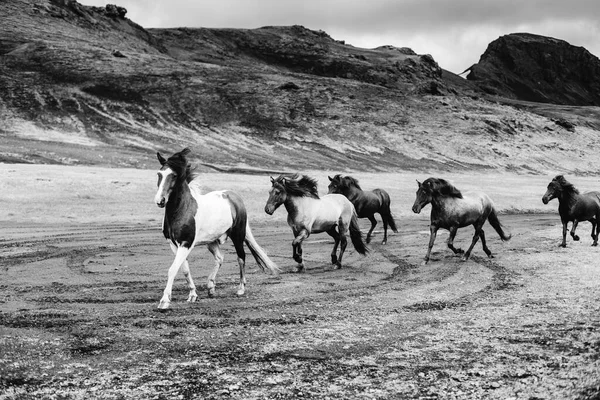 Wild Iceland Horses Southern Central Iceland Iceland — 스톡 사진