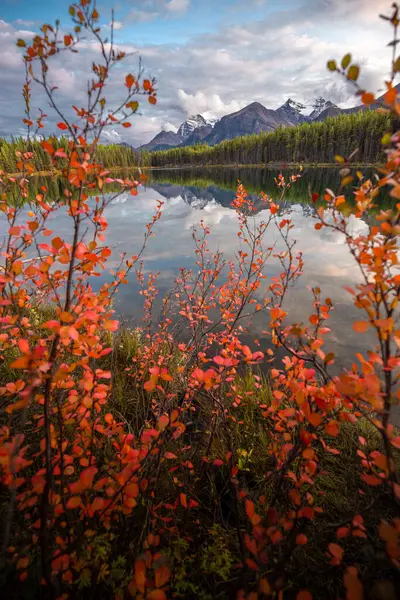 Листя Червоної Осені Гірські Відбитки Герберт Лейк Банф Національний Парк — стокове фото