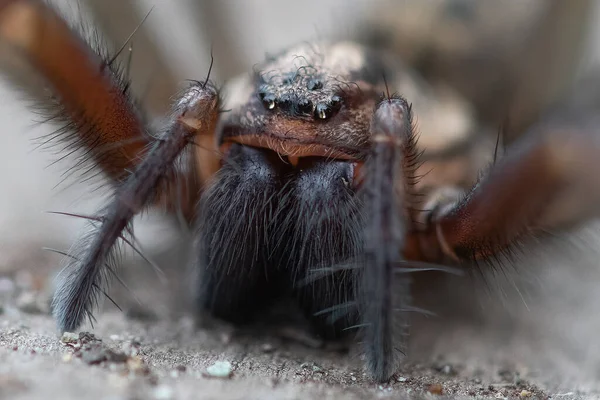 Close Uma Aranha Casa Gigante Vancouver Island Colúmbia Britânica Canadá — Fotografia de Stock