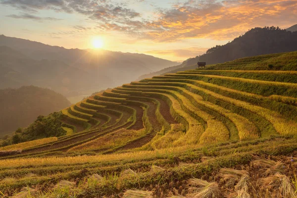 Terasová Rýžová Pole Při Západu Slunce Cang Chai Vietnam — Stock fotografie