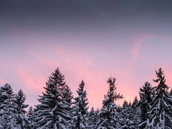 Snow Covered Trees Winter Sunset Bulgaria —  Fotos de Stock
