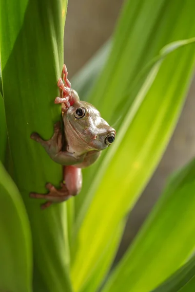 Sapo Árvore Verde Australiano Uma Fábrica Indonésia — Fotografia de Stock