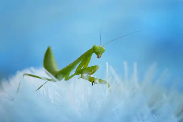 Close Praying Mantis Flower Indonesia — Stock Photo, Image