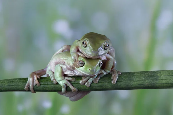 Dos Ranas Arborícolas Blancas Australianas Trepando Una Encima Otra Indonesia — Foto de Stock