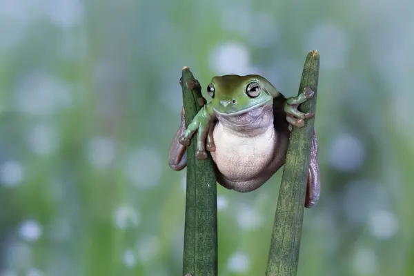 Rana Arbórea Blanca Australiana Que Equilibra Entre Dos Plantas Indonesia —  Fotos de Stock