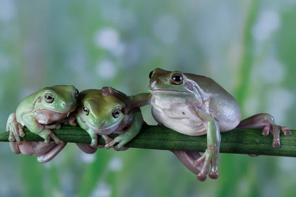 Tre Australiska Vita Träd Grodor Sitter Gren Vid Sida Indonesien — Stockfoto