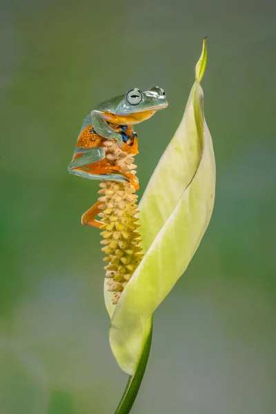 Close Flying Frog Flower Indonesia — Stock Photo, Image