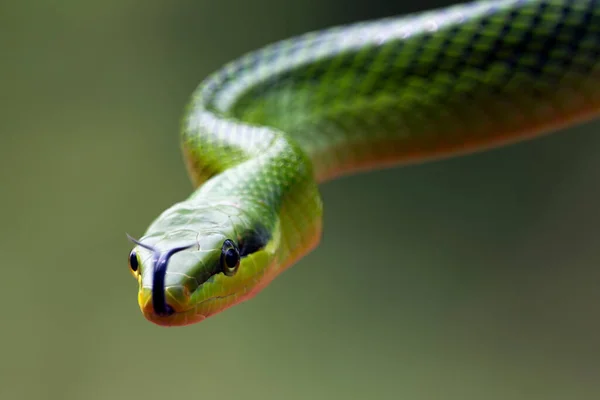 Detail Červenoocasého Zeleného Chřestýše Indonésie — Stock fotografie