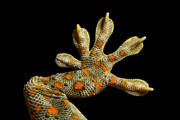 Close Spotted House Gecko Foot — Stock Photo, Image