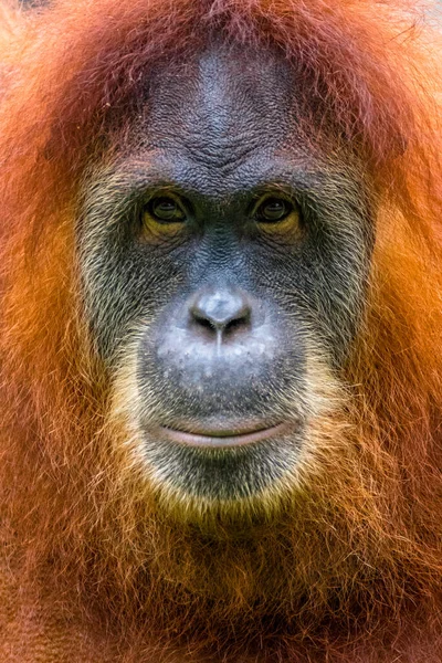 Portrét Orangutana Borneo Indonésie — Stock fotografie