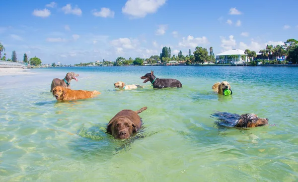 Gruppo Cani Che Giocano Sulla Spiaggia Florida Stati Uniti America — Foto Stock