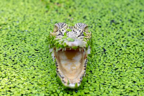 Close Crocodile Open Mouth Amongst Duckweed River Indonesia — Stock Photo, Image