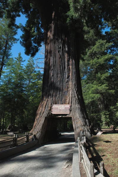 美国加利福尼亚州莱格特市吊灯树开车通过树公园 — 图库照片