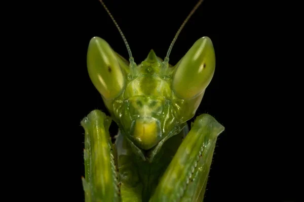 Retrato Cerca Una Cabeza Mantis Flor Indonesia — Foto de Stock