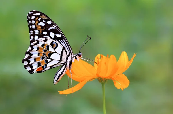 Pillangó Egy Virágon Indonézia — Stock Fotó