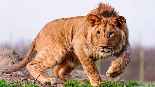 Retrato Leão Perseguindo Sua Presa Índia — Fotografia de Stock