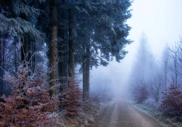 Road Foggy Forest Frosty Morning Switzerland — Stock Photo, Image