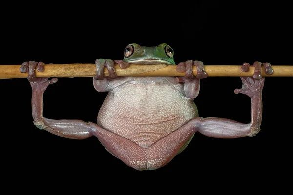 Dumpy Tree Frog Hanging Branch Indonesia — Stock Photo, Image