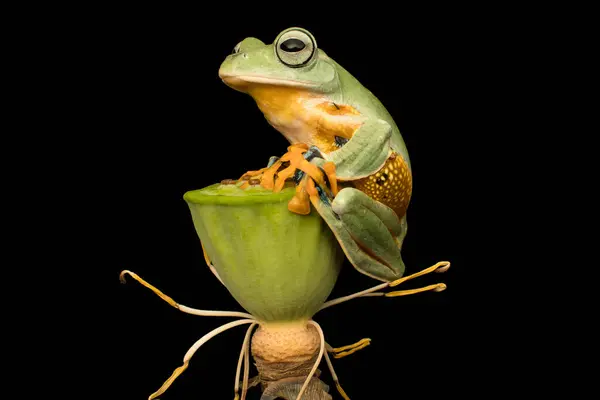 Rana Árbol Java Capullo Flores Indonesia — Foto de Stock