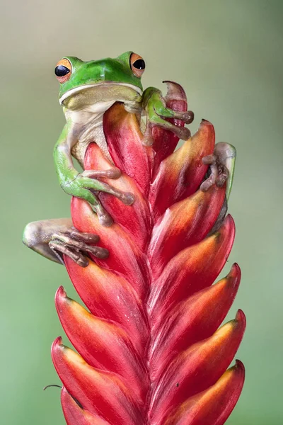 花の芽に白い唇形の木のカエル インドネシア — ストック写真