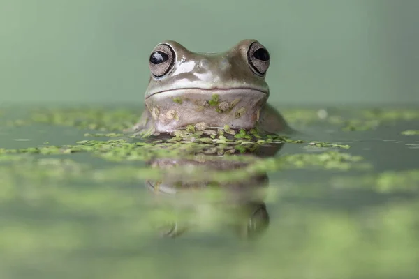 インドネシアのダックウィード池にあるでこぼこの木のカエル — ストック写真